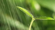 初期雨水什么情形下需納入排污許可？